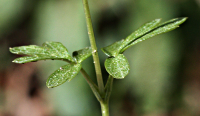 Adoxa moschatellina, Moschatel, stem leaves