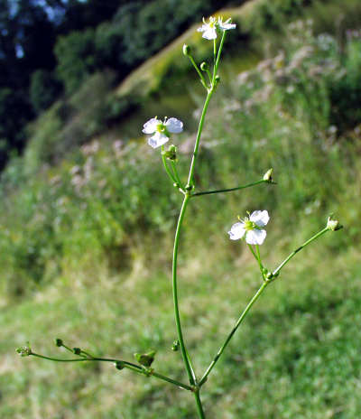 European water-plantain, inflorescence