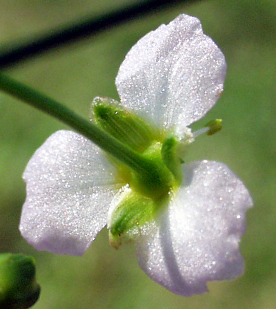 European water-plantain (Alisma plantago-aquatica), calyx