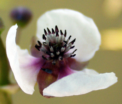 Sagittaria, Flower