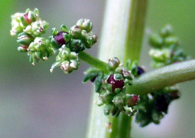 Many-seed goosefoot (Chenopodium polyspermum), flowers, fruits