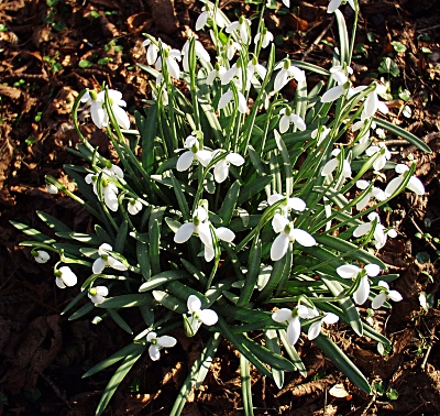 Commomn snowdrop