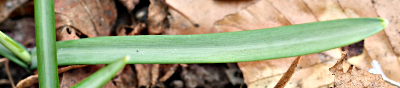 Galanthus nivalis, common snowdrop, leaf