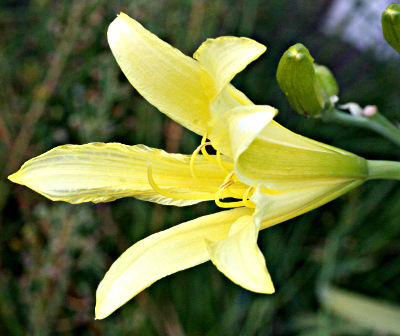 Hippeastrum