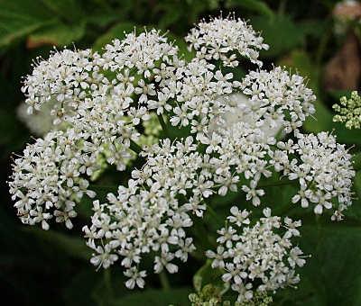 Aegopodium podagraria, ground elder, flowers