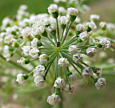 Angelica archangelica, garden angelica, flowers