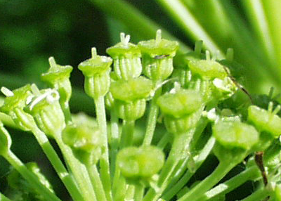 Angelica archangelica, garden angelica, fruits