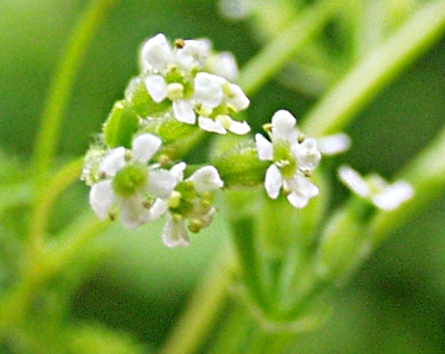 Burr chervil, Anthriscus caucalis, flowers