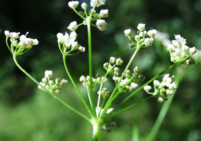Carum carvi, caraway, umbel