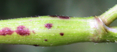 Chaerophyllum temulum, rough chervil, nodes