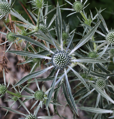 Eryngium amethystinum, amethyst eryngo