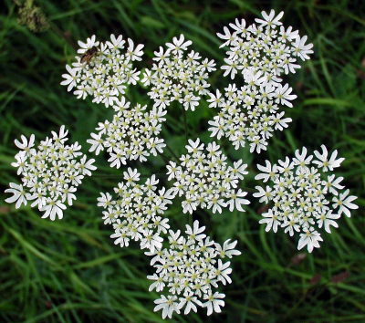 Heracleum sphondylium, eltrot, inflorescence