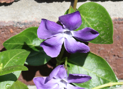 Vinca major, large periwinkle, flower