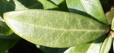 Vinca minor, Kleines Immergrün, Blatt