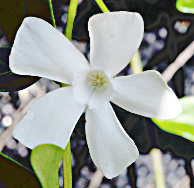 Vinca minor, Kleines Immergrün, weiße Blüte