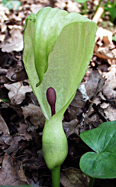 cuckoo-pint (Arum maculatum)