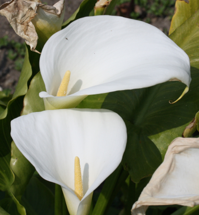 Zantedeschia aethiopica, arum lily
