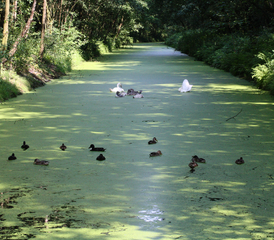 Duckweed