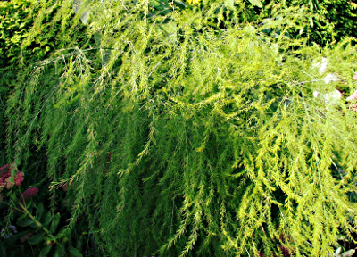 Asparagus officinalis (garden asparagus), habit