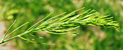 Asparagus officinalis (garden asparagus), phylloclades
