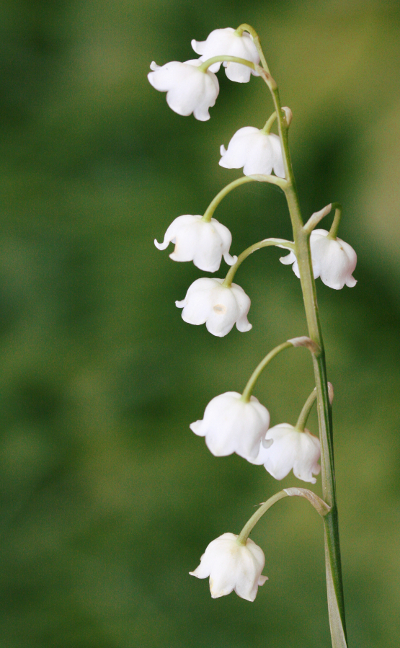 Lily of the valley (Convallaria majalis), inflorescence
