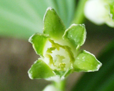 Polygonum multiflorum, Solomon's-seal, inside of a flower