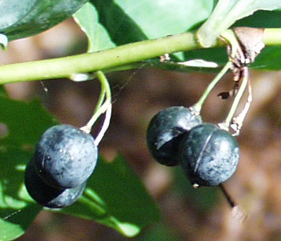 Polygonatum multiflorum, Solomon's seal, berries
