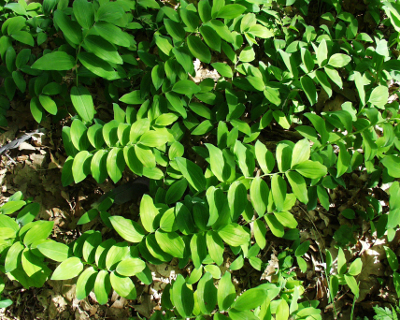 Polygonum multiflorum, Solomon's-seal