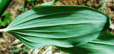 Polygonatum multiflorum, Solomon's seal, leaf underside