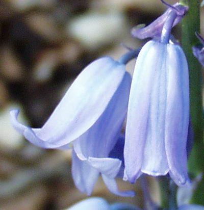 Hybrid bluebell (Hyacinthoides x massartiana), flowers
