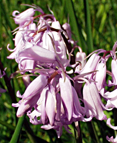 Hybrid bluebell (Hyacinthoides x massartiana), pink