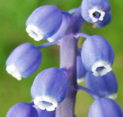 Common grape hyacinth (Muscari botryoides), flowers