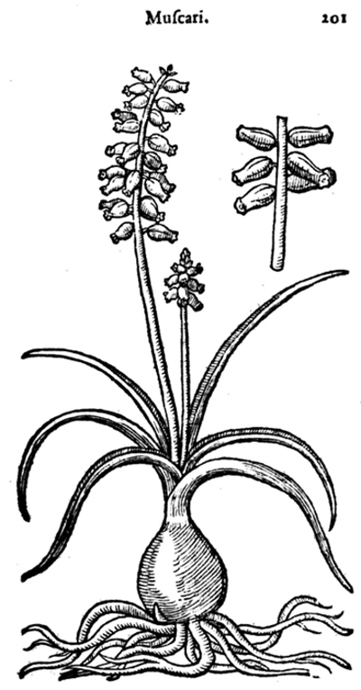 Grape hyacinth (Muscari) - Drawing from Clusius