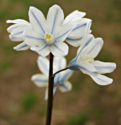Puschkinia scilloides, striped squill, inflorescence