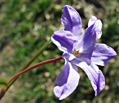Scilla luciliae, Lucile's glory-of-the-snow, flower