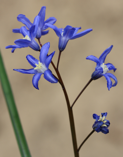 Scilla sardensis, lesser glory-of-the-snow
