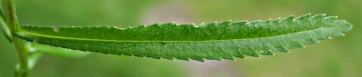 Achillea ptarmica, sneezewort, leaf