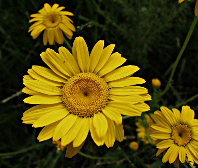 Anthemis tinctoria, golden marguerite, flowers