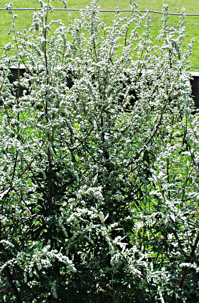 Artemisia vulgaris, mugwort
