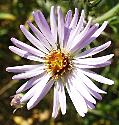 Symphyotrichum, Aster