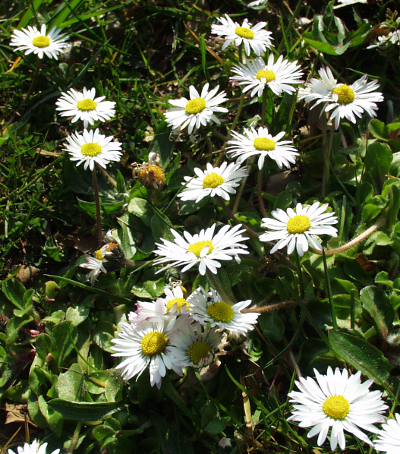 Bellis perennis, Common daisy