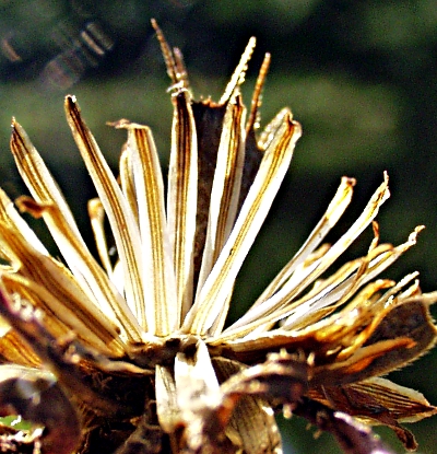 Bidens frondosus, Devil's beggarticks, fruit