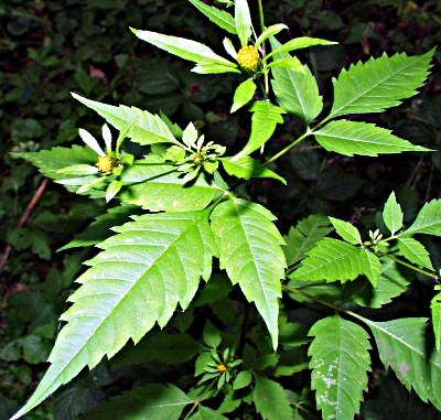 Bidens frondosus, Devil's beggarticks, habit