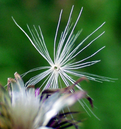 Carduus  polyacanthus, hybrid welted thistle, pappus