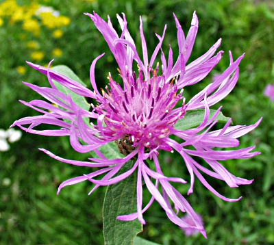 Centaurea jacea, brown knapweed, flower