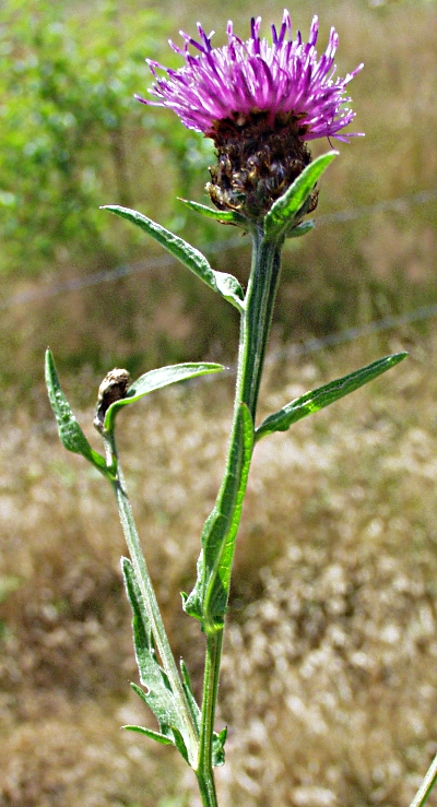 Centaurea nemoralis, lesser knapweed
