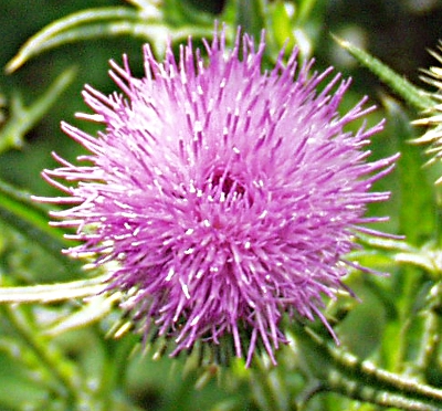 Cirsium vulgare, Gewöhnliche Kratzdistel, Blütenkorb