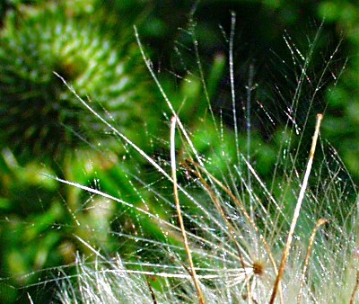 Cirsium vulgare, Gewöhnliche Kratzdistel, Pappus