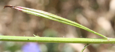 Cyanus segetum, cornflower, stem and leaf