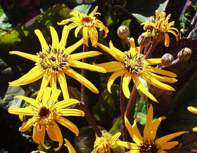 Ligularia dentata, Gezhnter Goldkolben